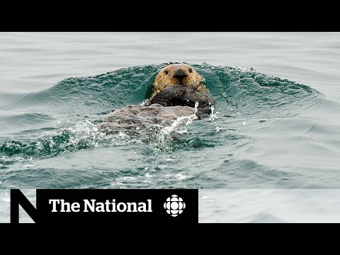海獺在不列顛哥倫比亞省海岸捲土重來 (Sea otters make comeback off B.C. coast)