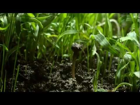 Kluge Pflanzen Wie die wilden Tiere Doku 01