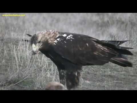Aguila imperial ( Aquila adalberti ) Imperial Eagle