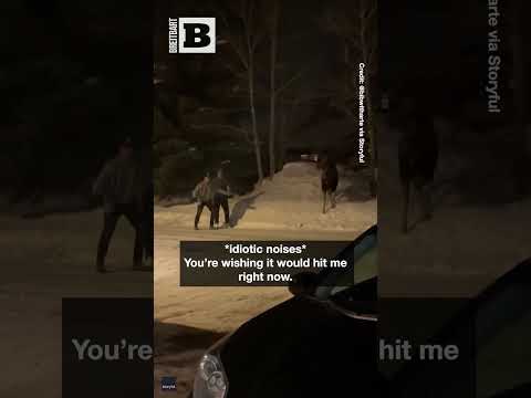 "YOU GUYS ARE F*CKING IDIOTS!" — Moose Charges at Tourists After They Insist on Touching It