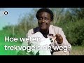 Hoe weten trekvogels de weg?