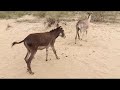 Very Dangerous MDonkey With Donkey Full Masti Donkeys Animals Trending Youtube Viralvideo