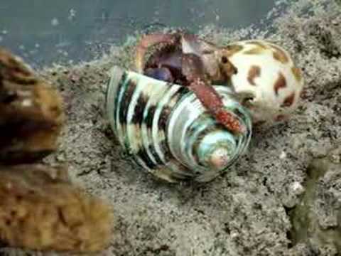 Hermit Crab Shell Change Video