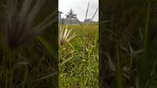 Download lagu sabda alam ll #once ll #youtuber mp3