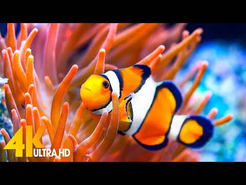 Aquarium 4K VIDEO (ULTRA HD) ???? Beautiful Coral Reef Fish - Relaxing Sleep Meditation Music #82
