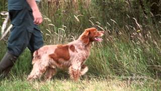 Epagneul Bretón Trabajo de Campo