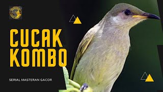 Download lagu MASTERAN CUCAK KOMBO - PANCINGAN MALAS BUNYI SEKALI DENGAR LANGSUNG NYAUT mp3 Download lagu MASTERAN CUCAK KOMBO - PANCINGAN MALAS BUNYI SEKALI DENGAR LANGSUNG NYAUT mp3