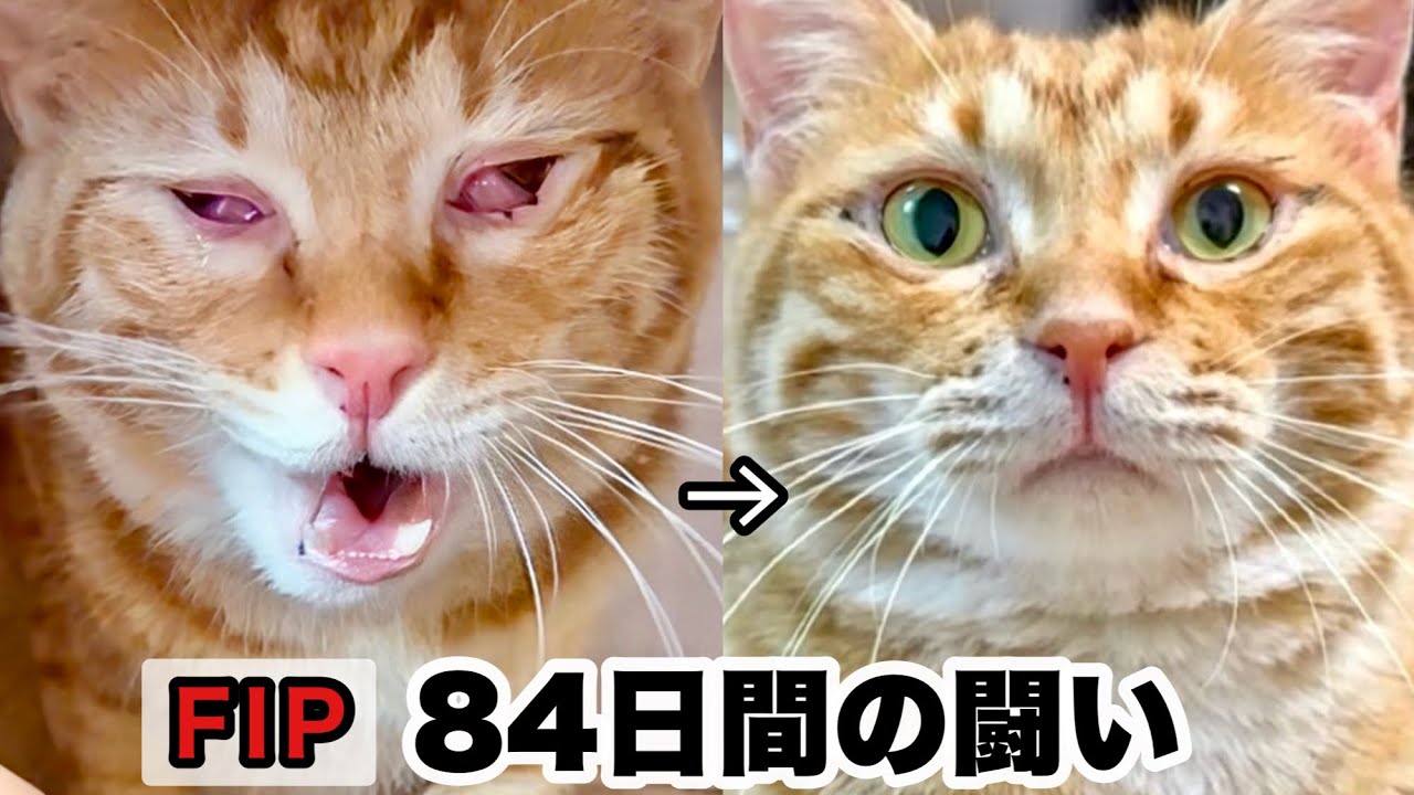 小さな身体で頑張りぬいた84日間【愛猫 FIP闘病記録】