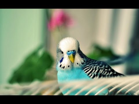 Calming Music For Birds || Budgies || Relaxing Music to Tame your Birds #2