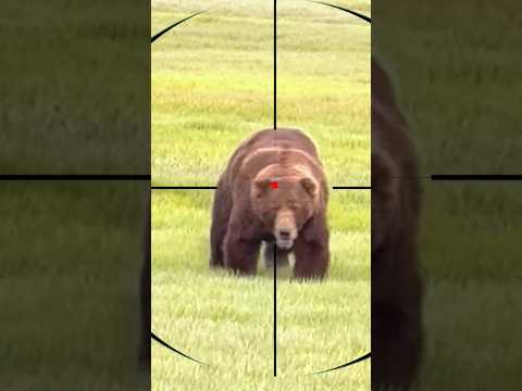 Bear Hunting | Caccia all'orso | Chasse à l'ours