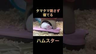 タマタマ隠さず寝てるハムスター