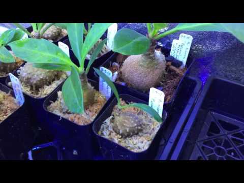 Growing Ant Plants