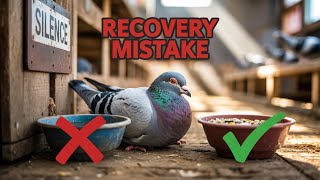 Are You Hurting Your Racing Pigeon Without Knowing?