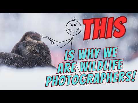Why Bad Weather Works in Wildlife Photography!