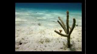 Dj Koze - NooOoo (ft. Thomerle &amp; Maiko)