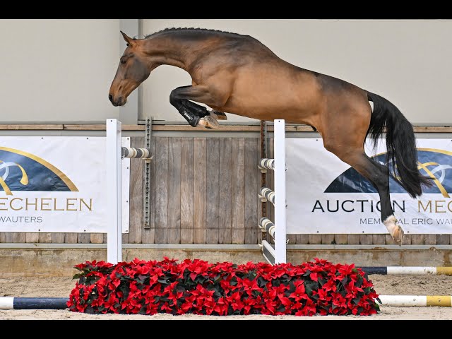 Wyatt Earp Van De Derkes Lp