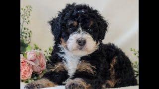 Video preview image #2 Rottweiler Puppy For Sale in RICHMOND, TX, USA