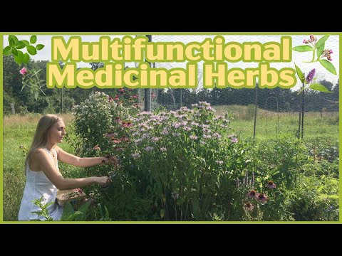 5 Multifunctional Medicinal Herbs that pollinators love!