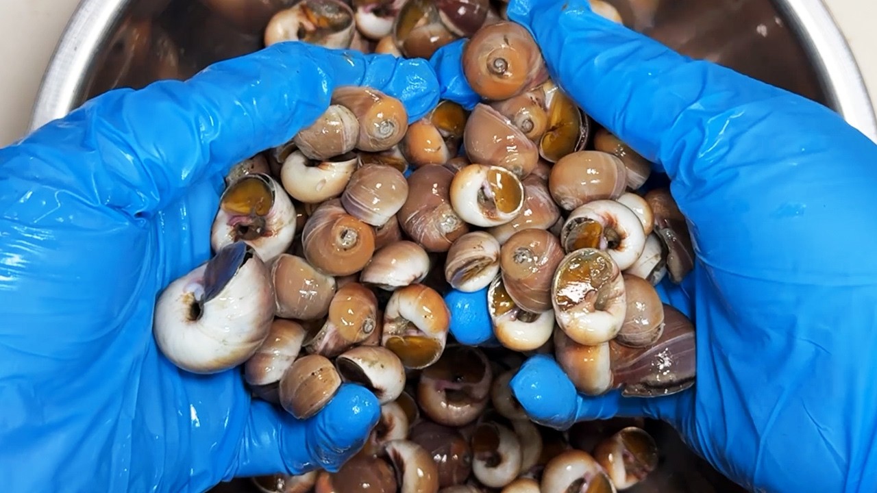 アサリの天敵？未利用貝を大量ゲットして食べる