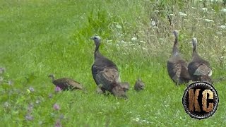 Wild Turkey chick hiding in low grass. (masters of camouflage)