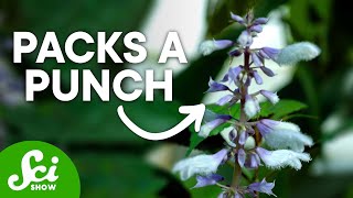 What is Salvia?