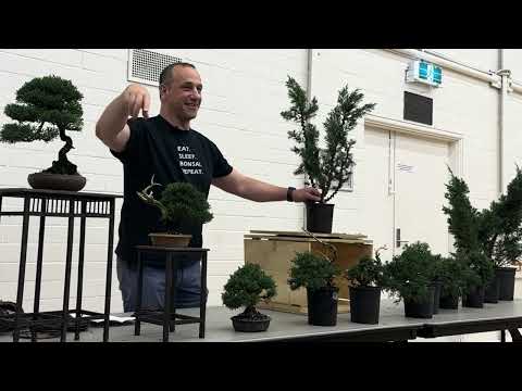 Mastering Shimpaku Juniper Bonsai – Pro Tips & Techniques from Waverley Bonsai Club!