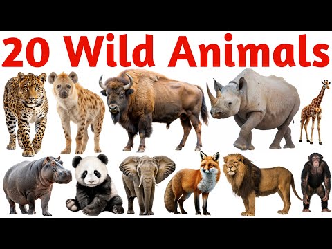 Names of wild animals | Learn 20 Wild Animals Name in English | Kids Learning & Vocabulary Video