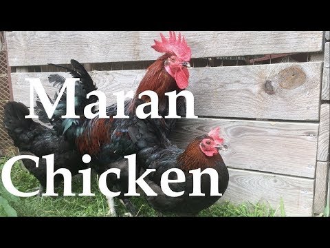 , title : 'Remastered Chicken Breed Analysis: The Marans'