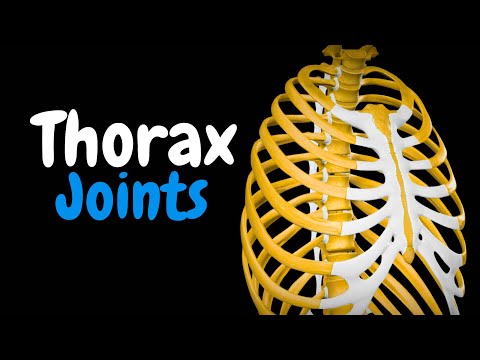 Thoracic Joints: Costovertebral, Sternocostal & Rib Articulations | Anatomy