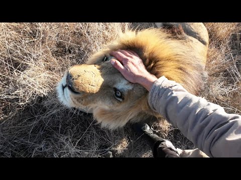 Lions being serviced. Tick treatment.