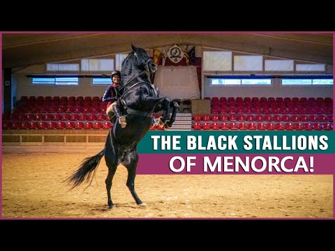 Cavalcare il cavallo minorchino in Spagna