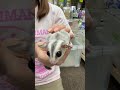 フクロモモンガのYouTubeサムネイル画像