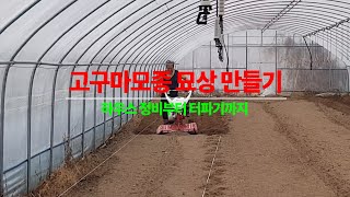 고구마모종묘상만들기/묘상쟁기질 부터 /시비/ 터파기까지