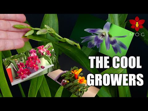 My cool growing Orchids - Updates, thoughts, repotting & plans for the future!