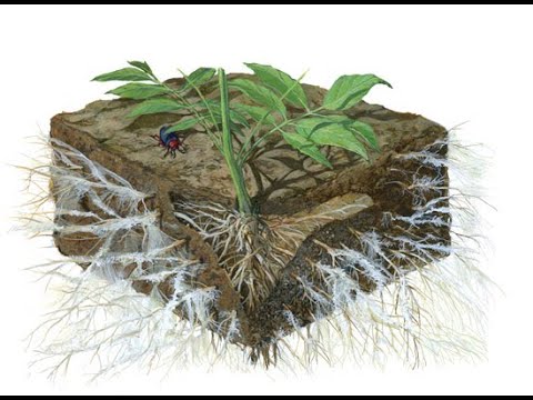A Peek Into the Wood-Wide Web: How Plants and Fungi Communicate Underground