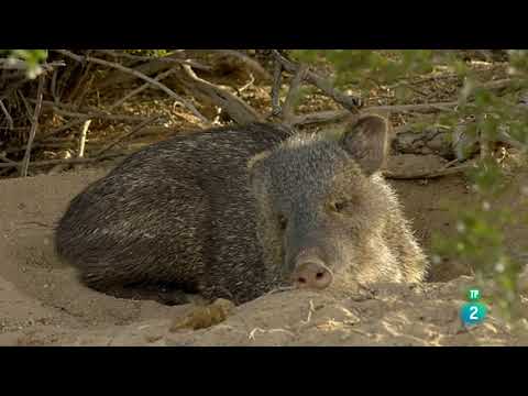 El Desierto Marino: Tierra de Gigantes | Grandes Documentales