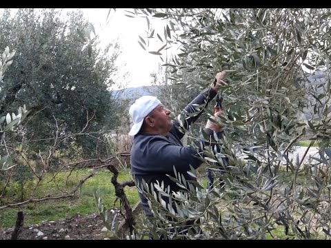 "BUJQESIA NE DUMRE" Kjo periudhë për fermerët shënon edhe fillimin e përgatitjeve sezonin bujqesor.