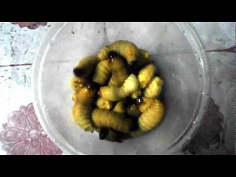 bizarre-food-of-borneo-the-sago-worms-borneo-travel-advisor