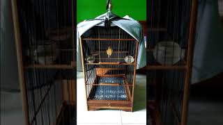 Download lagu Kenari konslet mp3 Download lagu Kenari konslet mp3