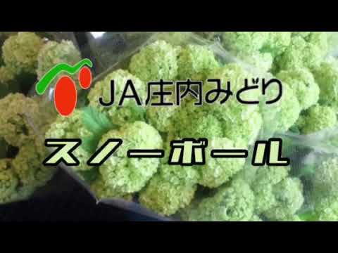 園芸 スノーボール、ガマズミ属の帯