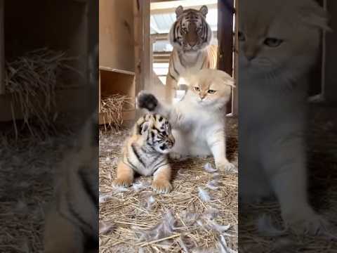 Cat vs Tiger Cub 🐱🐯