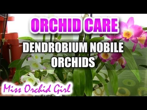 , title : 'Orchid care - How to care for Dendrobium Nobile Orchids - watering, fertilizing, reblooming'