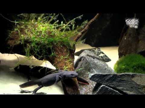 Cynops orientalis v paludáriu HD