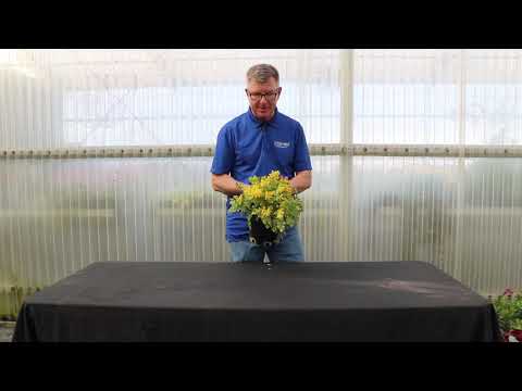 TERRA NOVA® Nurseries, Inc. - Corydalis 'Crazy Canary'