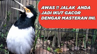 Download lagu MASTERAN JALAK SUREN FULL ISIAN untuk semua burung jalak yang masih Jarang Bunyi Agar Cepat Gacor mp3