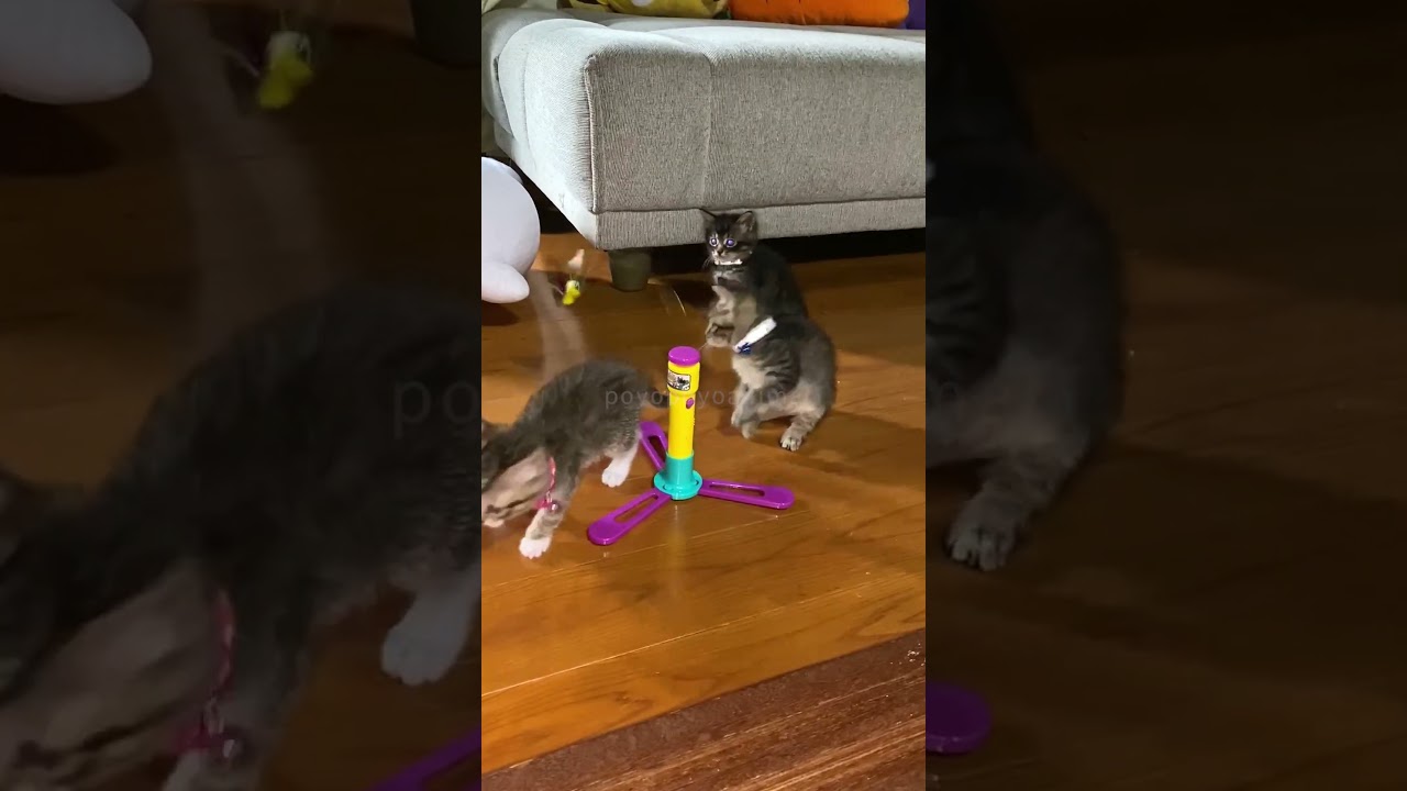 【超癒し】かわいさ爆発！おもちゃで遊ぶ子猫の姿がたまらなくカワイイ #shorts