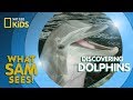 Discovering Dolphins What Sam Sees