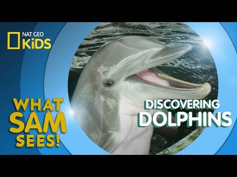 A la découverte des dauphins | ce que voit sam