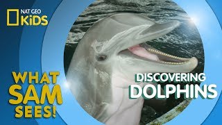 Discovering Dolphins | What Sam Sees