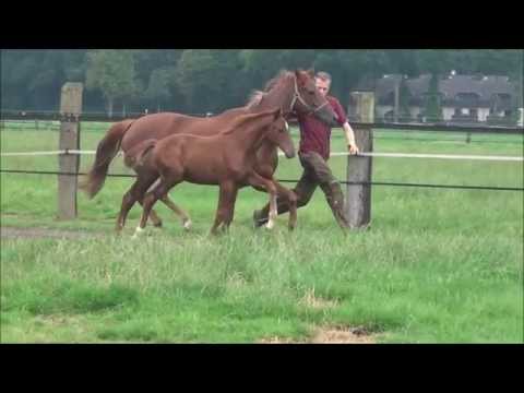 *2015 Stutfohlen von Destano - Lauries Crusador xx